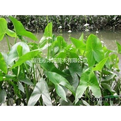 大花萱草價格_大花萱草產地_大花萱草綠化苗木苗圃基地