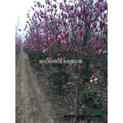 紫葉矮櫻價格_紫葉矮櫻產地_紫葉矮櫻綠化苗木苗圃基地