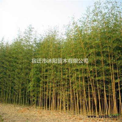 七葉樹價格_七葉樹圖片_七葉樹產地_七葉樹綠化苗木苗圃基地