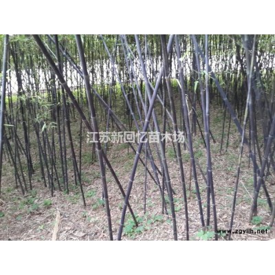 江蘇沭陽美早大櫻桃批發\櫻桃價格\櫻桃行情