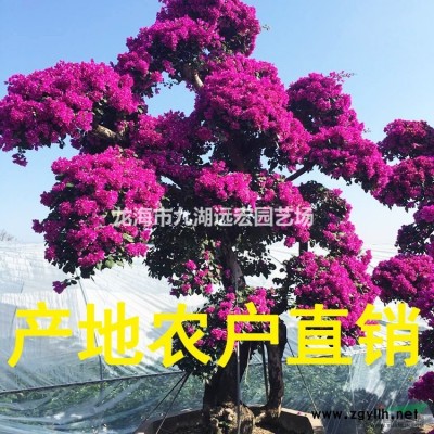 福建老人葵 千畝老人葵產地農戶直接報價 物美價廉