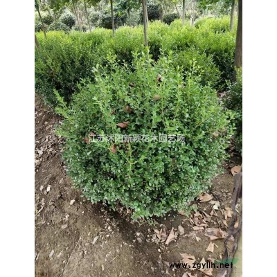 小兔子狼尾草產(chǎn)地直供   紫狼尾草大量供應(yīng)