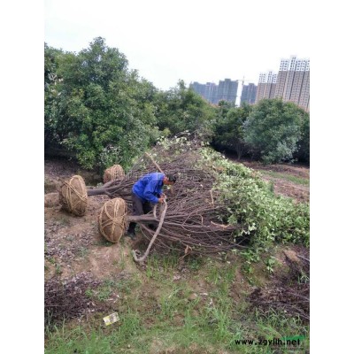 安徽巨紫荊、合肥巨紫荊、巨紫荊*近價格、規格9-10-11-