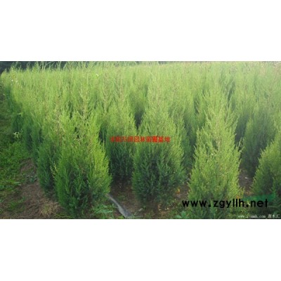 萬(wàn)綠園林大花萱草價(jià)格_大花萱草產(chǎn)地_大花萱草綠化苗木苗圃基地