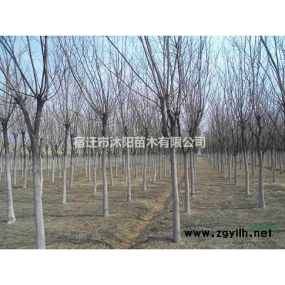 紅葉桃價格_紅葉桃圖片_紅葉桃產地_紅葉桃綠化苗木苗圃基地