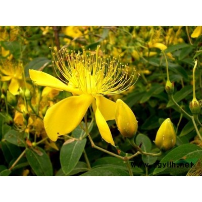 紫穗槐圖片-紫穗槐價格-紫穗槐產地綠化苗苗圃基地批發直銷