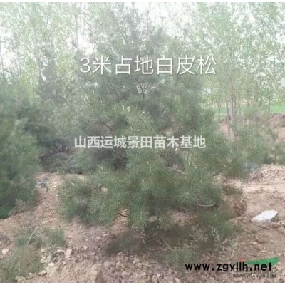 鈣果苗哪里多？鈣果苗基地在什么地方？山西運城鈣果苗批發