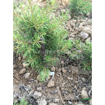 供應山西地區(qū)3-5公分山桃·6-8公分觀賞山桃