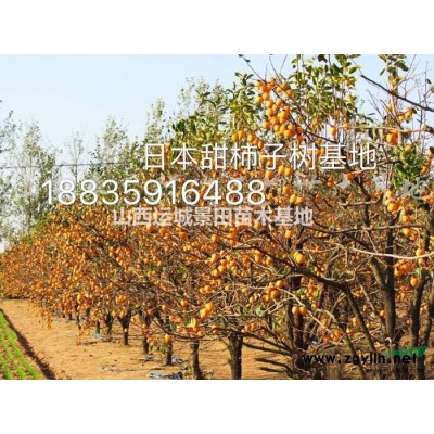 2公分柿子苗價格,陽豐甜柿子苗,2年掛果柿子苗品種介紹
