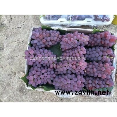 出售吉勝桃李子苗  雞心果樹苗 龍豐果樹苗