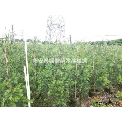 福建供應(yīng)高度20公分腎蕨草排骨草小苗規(guī)格*