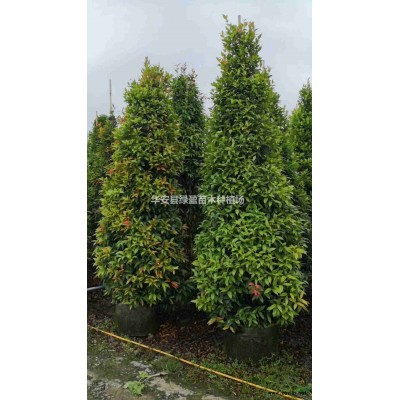 福建滿天星雪茄花小苗高度20公分