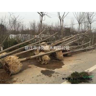 春鵑價(jià)格_春鵑圖片_春鵑產(chǎn)地_春鵑綠化苗木苗圃基地