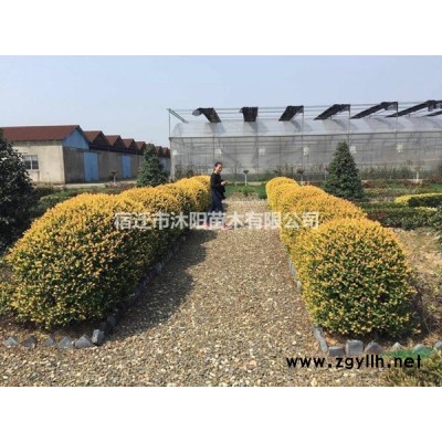 菲白竹價(jià)格_菲白竹圖片_菲白竹產(chǎn)地綠化苗木苗圃基地