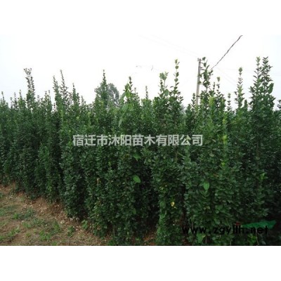 竹子價(jià)格_竹子圖片_竹子產(chǎn)地綠化苗木苗圃基地