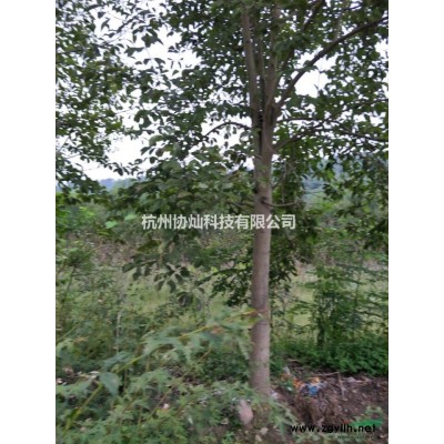 雞爪槭/雞爪槭報價/雞爪槭供應/雞爪槭價格7-25公分