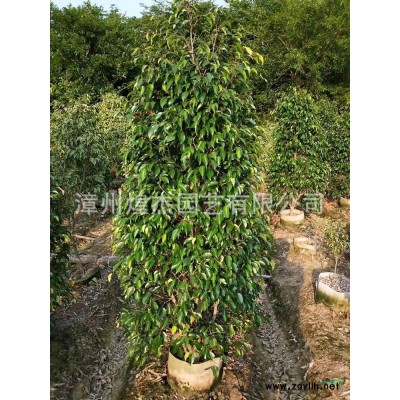 大小規格紅葉石楠基地 歡迎致電詢價