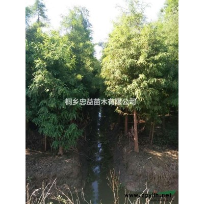浙江桐鄉(xiāng)樸樹(shù)行情報(bào)價(jià)/桐鄉(xiāng)樸樹(shù)價(jià)格優(yōu)惠