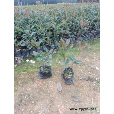 2021年福建黃金榕小苗 漳州黃金榕杯苗 黃金榕小苗新報價1