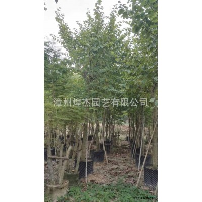 優質特價福建加拿利海棗 漳州加拿利海棗農戶產地直銷