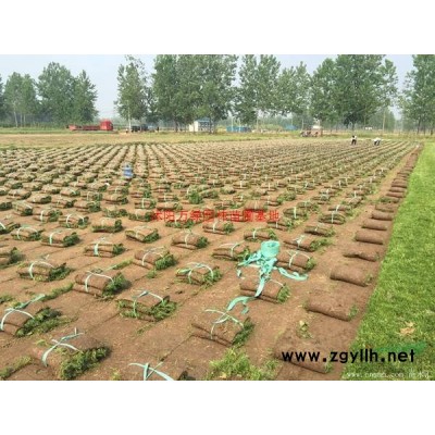 *大葉黃楊球基地 低價供應各種規格大葉黃楊球 基地直銷