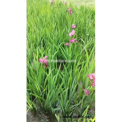 江蘇省沭陽縣梅花系列基地.紅梅.綠梅.玉蝶梅