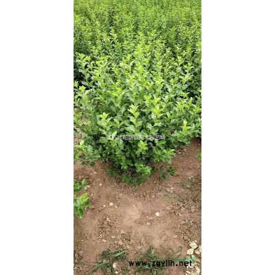 山桃樹，毛桃樹