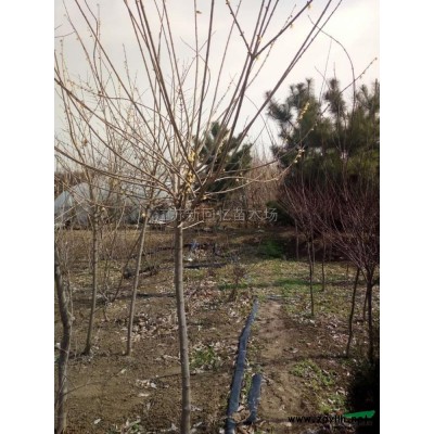 江蘇造型龍柏信息