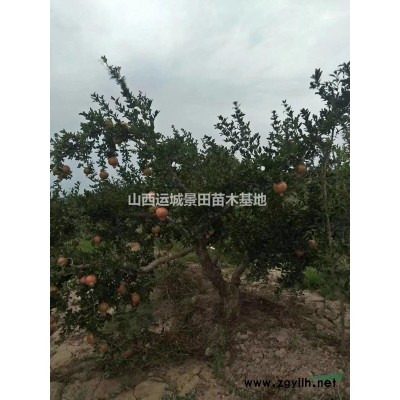 5公分山桃價格·6公分山桃多少錢？哪里有8公分山桃樹