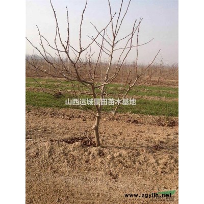 山西運城杏樹基地·運城杏樹基地批發(fā)嫁接紅梅的杏樹樁