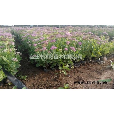 刺槐價(jià)格_刺槐圖片_刺槐產(chǎn)地_刺槐綠化苗木苗圃基地