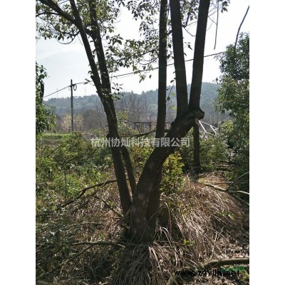 供應精品紅葉李紫葉李3--22公分