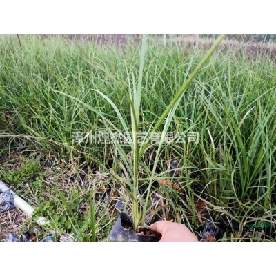 大小規格黃金榕球容器苗農戶 基地