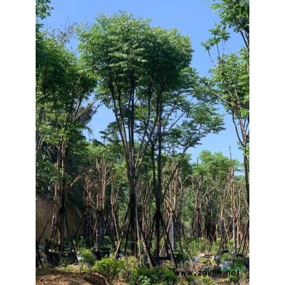 福建琴葉珊瑚小苗 漳州琴葉珊瑚地苗行情報價/福建琴葉珊瑚小苗 漳州琴葉珊瑚地苗圖片展示