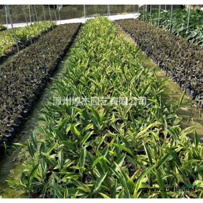 福建供應中東海棗 福建銀海棗 漳州中東海棗規格*