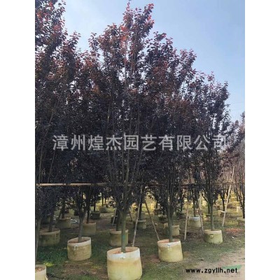 福建供應灑金珊瑚（花葉珊瑚）小毛球規格*