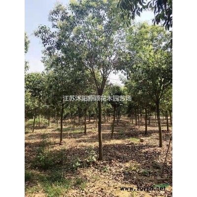 百日草種子 百日草圖片