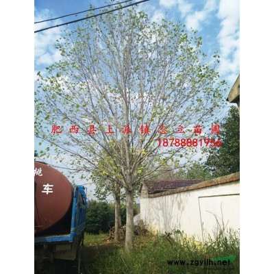 肥西大型白玉蘭基地、規格*價格合理*好供應商