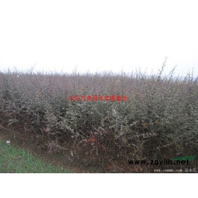 萬毛桃樹價格_毛桃樹圖片_毛桃樹產地_毛桃樹綠化苗木苗圃基地