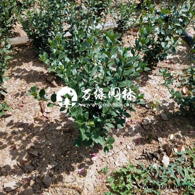 萬(wàn)綠園林冬青價(jià)格_冬青圖片_冬青產(chǎn)地_冬青綠化苗木苗圃基地