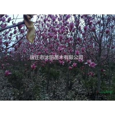 紅火箭紫薇價格_紅火箭紫薇產地_紅火箭紫薇綠化苗木苗圃基地