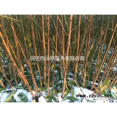 紅葉碧桃價格_紅葉碧桃產地_紅葉碧桃綠化苗木苗圃基地