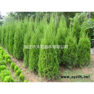 美人蕉價格_美人蕉圖片_美人蕉產地_美人蕉苗圃基地