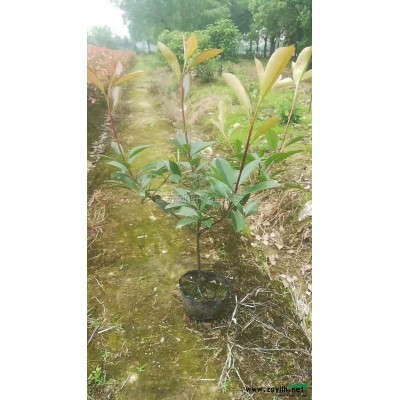 2019年果石榴價格\果石榴行情\果石榴價格走勢