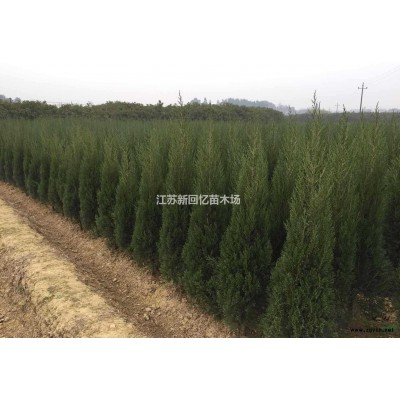 法桐行情/法桐報價/法桐價格