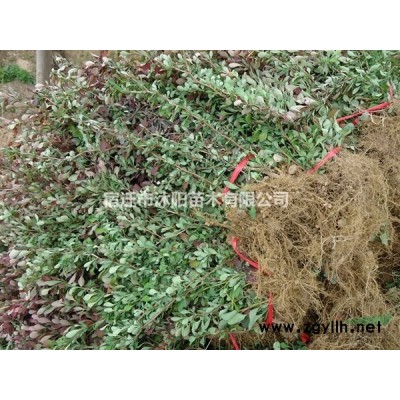 水蔥價格_水蔥圖片_水蔥產地綠化苗木苗圃基地