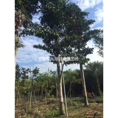 老人葵 大型老人葵基地農(nóng)戶直接批發(fā)價 歡迎來電咨詢