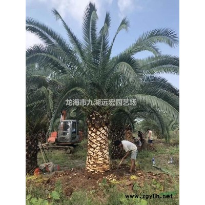 狐尾椰子價格，千畝狐尾椰子農(nóng)戶直銷