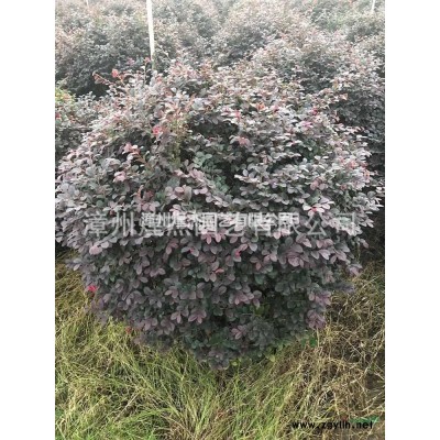 優質特價福建小葉欖仁移植苗 漳州細葉欖仁 漳州小葉欖仁小苗 小葉欖仁價格產地直銷