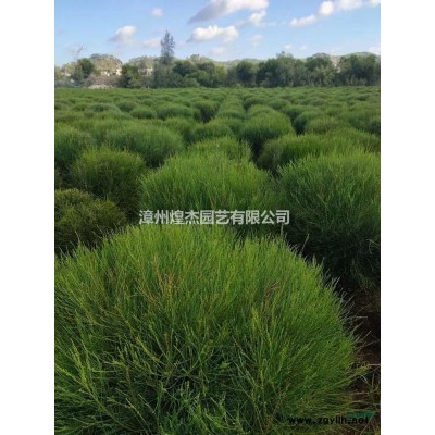 福建紅花繼木球 大小紅花繼木球介紹/特征/用途